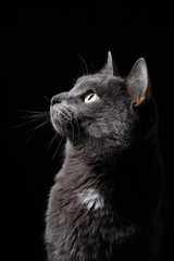 A close-up profile portrait of a gray, gorgeous mustached cat with green eyes, who looks up at the...