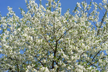 Blooming cherry tree against the blue sky.