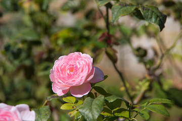 Pink rose in the English garden