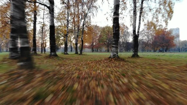 Quick fly back, race between tree trunks and out to open field. Dim autumn park view, several old birch trees grow at area
