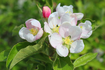 blooming apple tree