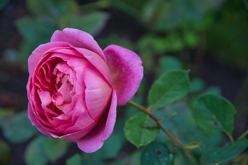 Pink rose in the English garden