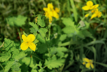 celandine in the garden