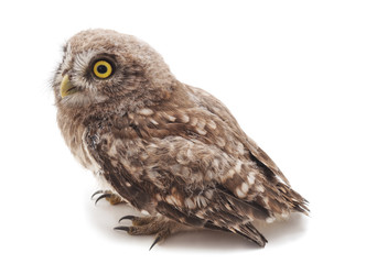 One small owl.