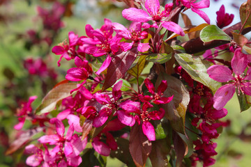 Malus royalty apple tree