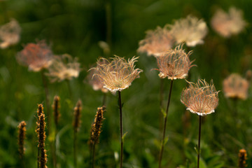 fiori di montagna © valeria