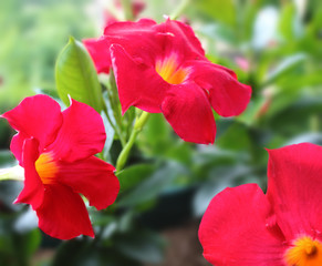 Mandevilla Dipladenia in garden