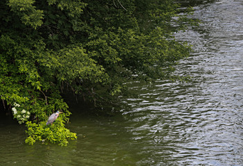 muddy river after rain