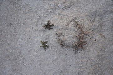chalk texture and green bush grass on it, beautiful background, close-up.