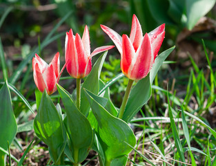 pinocchio tulip 