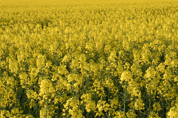 Yellow rape field Golden yellow rapeseed field in Romania