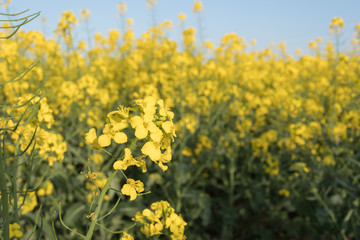 Fototapeta premium Field of yellow flowers.Yellow rape field Golden yellow rapeseed field in Romania