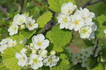 White flowers of Viburnum