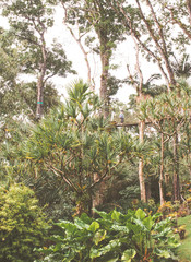 Tropischer Garten Jardin de Balata auf Martinique in der Karibik