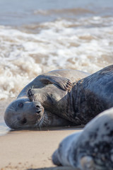 Animals in love. Cute seal couple embracing on the beach.