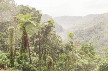Tropischer Garten Jardin de Balata auf Martinique in der Karibik