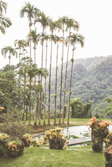 Fototapeta premium Tropischer Garten Jardin de Balata auf Martinique in der Karibik