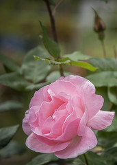 Close up of Pink rose on a dark background, garden fower