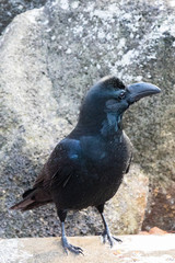 Side view Portrait of a large black crow against a rock