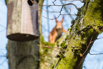 Lauerndes Eichhörnchen hinter Vogelhaus Makro