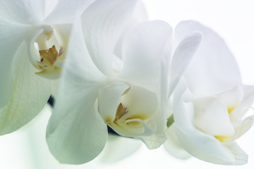 Fototapeta na wymiar beautiful white orchid, close up