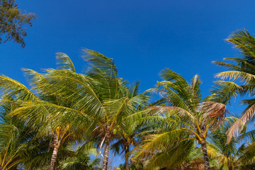 Fototapeta premium Green palms on the tropical beach Otres near Sihanokville in Cambodia