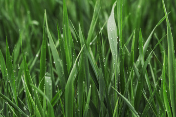 summer green grass  covered with pure dew. Mother earth day