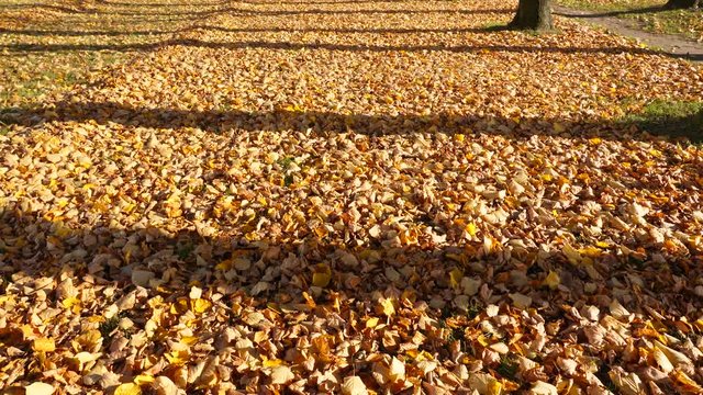 Many fallen leaves covering lawn under large trees, small sheets roll over driven by wind blow. Sunny autumn day, hand held shot