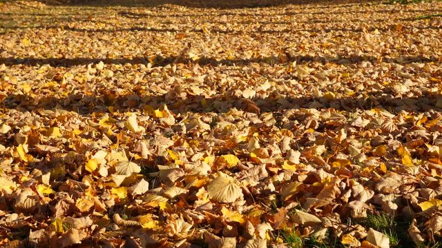 Fallen leaves lie around, start flying and drifting low over ground driven by wind waft. Small yellow and brown sheets covering lawn, dried foliage under large trees