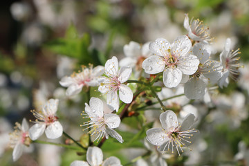 Flowering cherry branch with water drops after rain.against the blue sky
