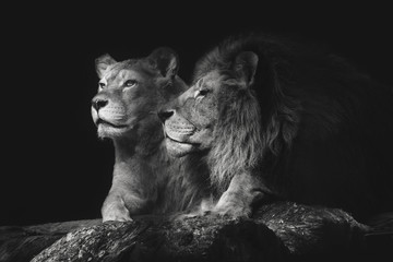 Porträt einer sitzenden Löwenpaarnahaufnahme auf einem lokalisierten schwarzen Hintergrund. Männlicher Löwe, der Weibchen schnüffelt.