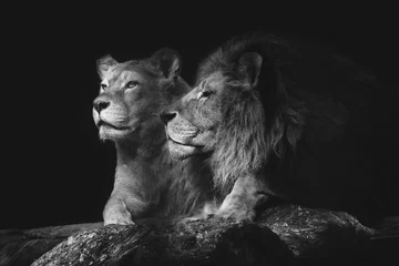 Foto op Plexiglas Leeuw Portret van een zittend leeuwenpaar close-up op een geïsoleerde zwarte achtergrond. Mannetjes leeuw snuivend vrouwtje.