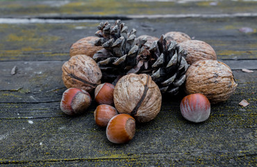 winter nuts, hazelnuts and nuts, accompanied by pine nuts from the trees. with wooden background and green trees