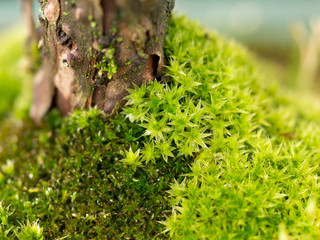 miniature nature