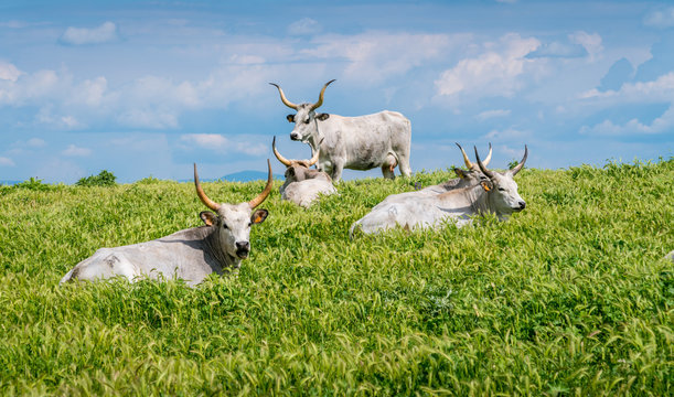 Maremmana cow roaming near Vulci, in the Province of Viterbo, Lazio, central Italy.