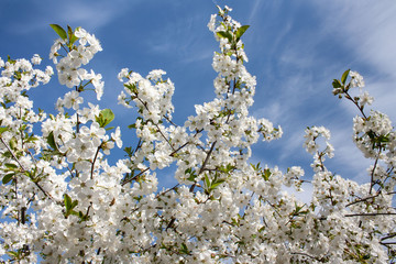 Gałęzie wiśni pokryte białymi kwiatami na tle błękitnego niaba © Monika