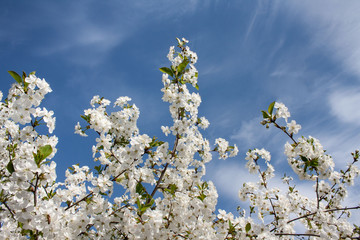 Gałęzie wiśni pokryte białymi kwiatami na tle błękitnego niaba © Monika