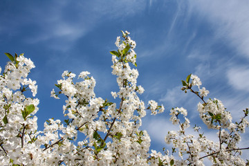 Branches of cherries covered with white flowers against the background of a blue tree
