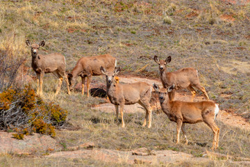Herd of Mule Deer in the Sun