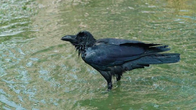 Black crow enjoying water bathing in a garden on a hot sunny day.