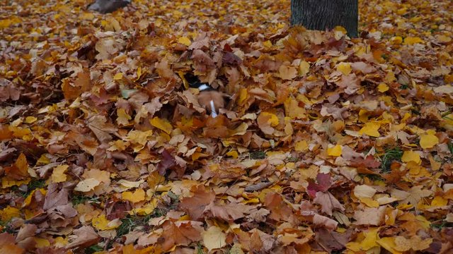 Dog lie in heap of fallen maple leaves, put head down and stay still, then jump and run out from pile. Playful beagle follow wait command and then dart out on call