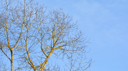 Tree without leaves