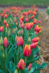 Colorful field with blooming tulips in different colors. Holland tulips bloom in an orangery in spring season.