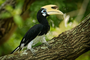 Oriental Pied-Hornbill - Anthracoceros albirostris large canopy-dwelling bird belonging to the Bucerotidae.