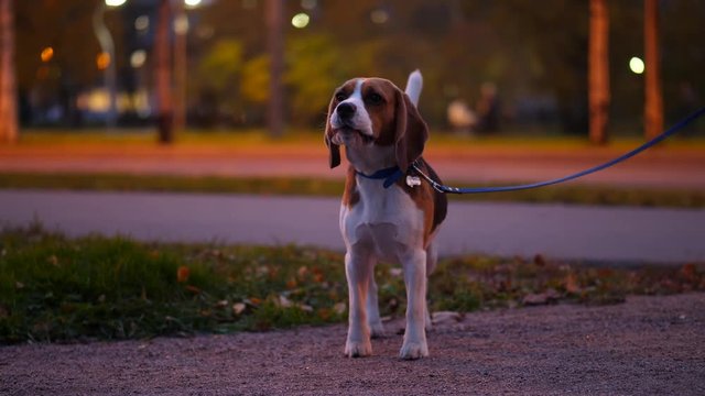 Dog in attention, look around and bark once, stay on lead at night, blurred background. Beagle watch and yap, guard or express emotions