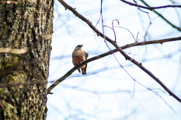 bird on a tree