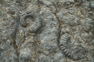 Dalle aux ammonites, Alpes de Haute Provence 4