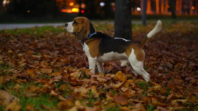 Dog at park, stay and turn head, looking around. Autumn time, fallen leaves lie on grass. Blurred background, moving car lights on street. Handheld shot