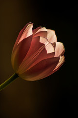 tulip blossom