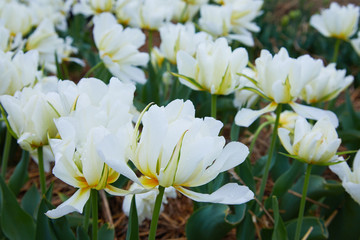 Beautiful white tulips flowerbed closeup. Flower background.